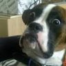 LetMeBark